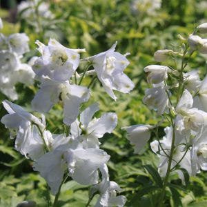 Delphinium x culturum 'Pacific Galahad'