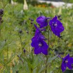 Delphinium x belladonna "Atlantis"
