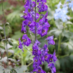 Delphinium x cultorum 'Pacific Black Knight'