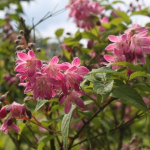 Deutzia  x magnifica 'Tourbillon Rouge'