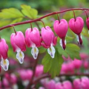Dicentra (Lamprocapnos) spectabilis