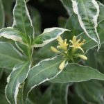 Diervilla sessilifolia 'Cool Splash' ®