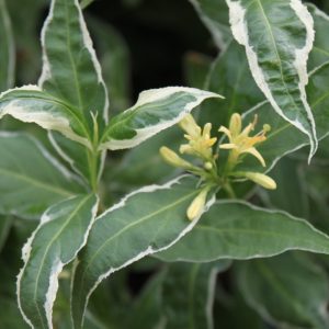 Diervilla sessilifolia 'Cool Splash' ®