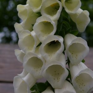 Digitalis purpurea 'Alba'