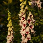 Digitalis purpurea 'Pam's Choice'