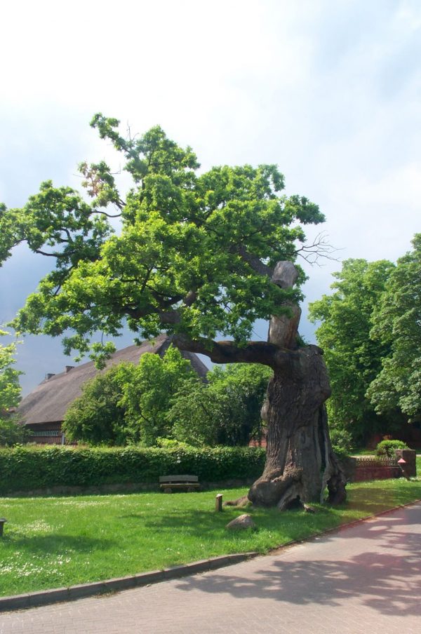 Quercus robur