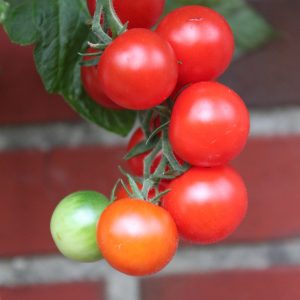 Tomate 'Dolce Vita' F1