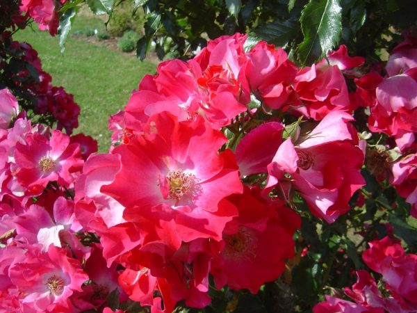 Rosa 'Dortmund' ®