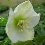 Helleborus x hybridus (orient.-Hybr.) "Weiß"