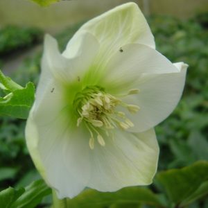Helleborus x hybridus (orient.-Hybr.) "Weiß"