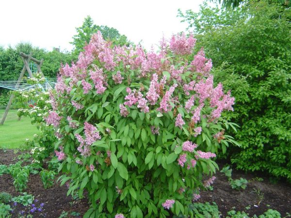 Syringa reflexa