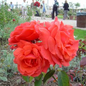 Rosa 'Duftwolke' ®