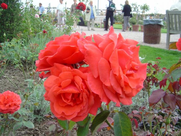 Rosa 'Duftwolke' ®