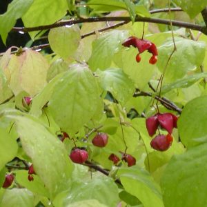 Euonymus planipes
