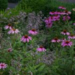 Echinacea purpurea 'Leuchtstern'