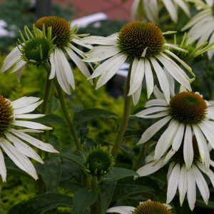 Echinacea purpurea 'Baby Swan White' ®