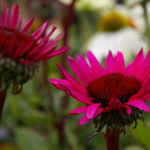 Echinacea purpurea 'Fatal Attraction' ®