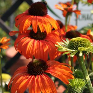 Echinacea purpurea 'Tangerine Dream'  ®