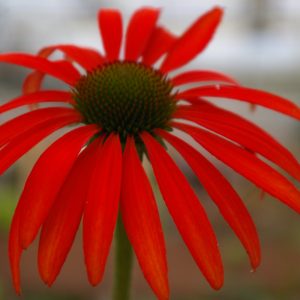 Echinacea purpurea 'Tomato Soup'  -R-