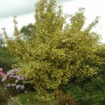 Elaeagnus ebbingei 'Gilt Edge'
