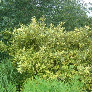 Elaeagnus pungens 'Maculata'