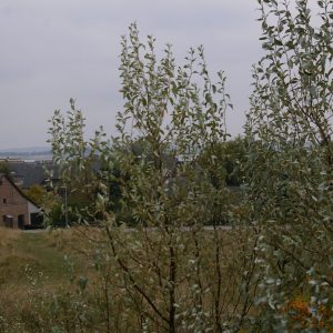 Elaeagnus commutata