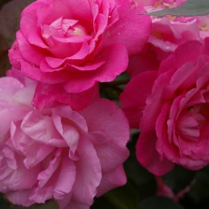 Rosa 'Eliza'  ®