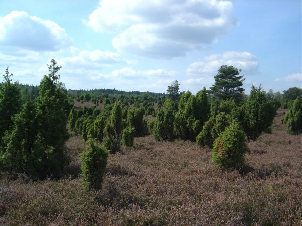 Juniperus communis