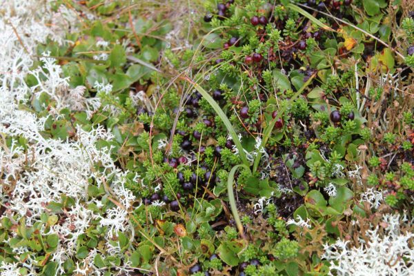 Empetrum nigrum