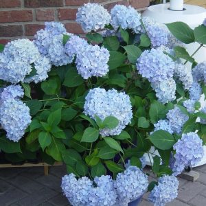Hydrangea macrophylla 'Endless Summer' ®