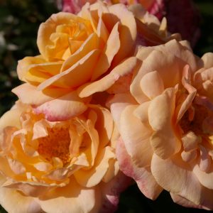 Rosa 'Engelsgesicht' ®