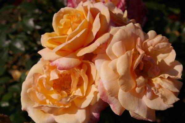Rosa 'Engelsgesicht' ®