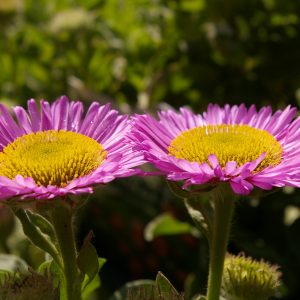 Erigeron glaucus 'Sea Breeze'