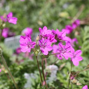 Erodium x hybridum