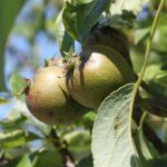 Birne 'Esperens Bergamotte'