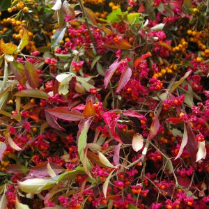 Euonymus europaeus