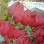 Euonymus alatus 'Compactus'