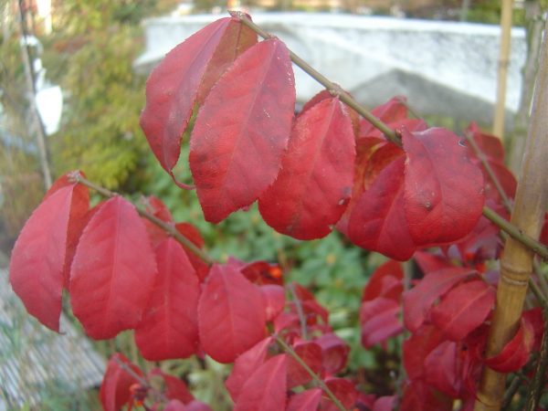 Euonymus alatus 'Compactus'