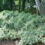 Euonymus fortunei "Emerald Gaiety"