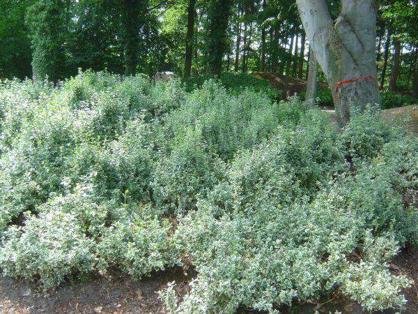 Euonymus fortunei "Emerald Gaiety"