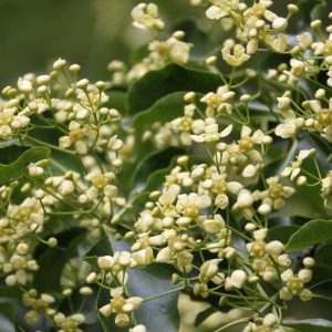 Euonymus grandiflorus 'Red Wine'