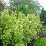 Euonymus japonicus 'Aureomarginatus'
