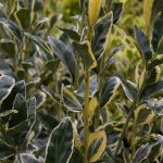 Euonymus japonicus 'Bravo'