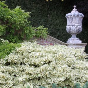 Euonymus japonicus 'President Gauthier'