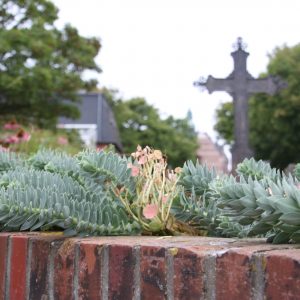 Euphorbia myrsinites