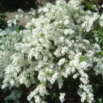 Exochorda macrantha 'The Bride'