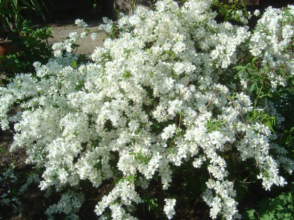 Exochorda macrantha 'The Bride'