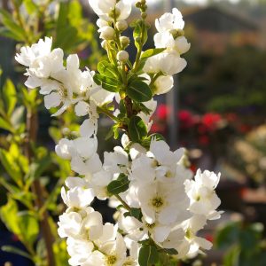 Exochorda racemosa 'Niagara'  ®