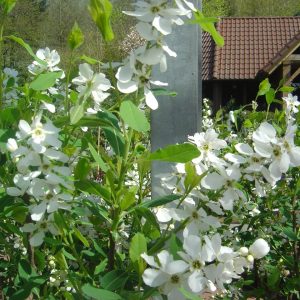 Exochorda macrantha