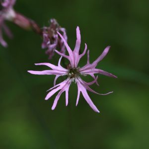 Lychnis flos-cuculi